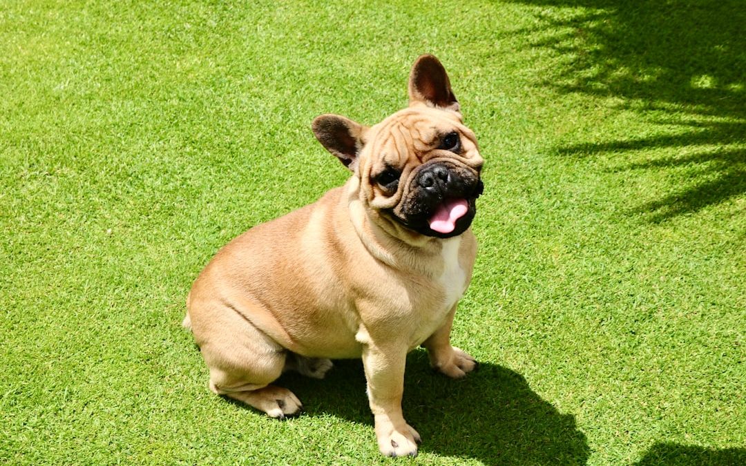 ¿Cómo cocinar conejo para perros?