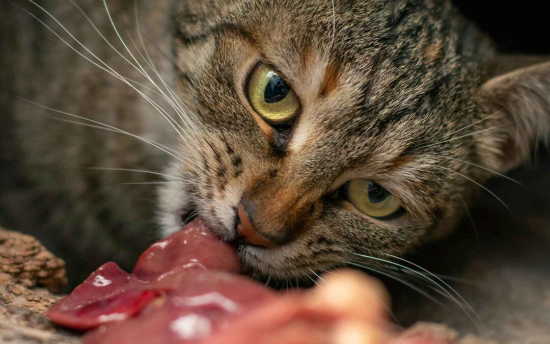 Comida cruda para gatos: una dieta efectiva y natural