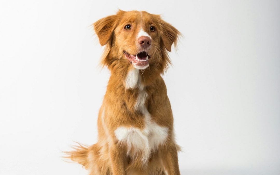 Comida para perros cruda: una dieta natural