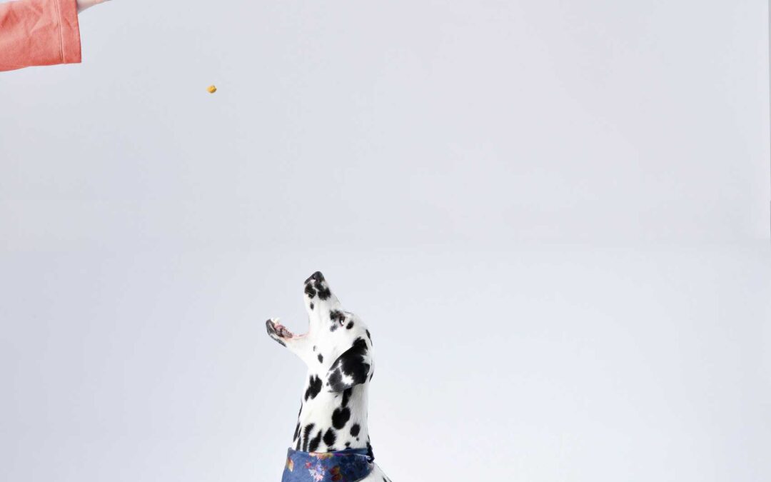 Comida para perros orgánica: la mejor opción