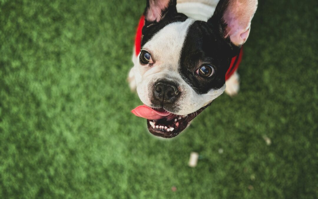 ¿Cuál es el mejor alimento para bulldog francés cachorro?