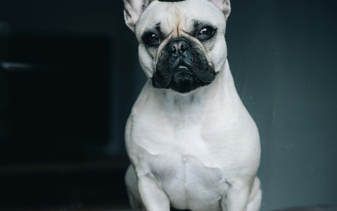 ¿Cómo funciona la dieta BARF para bulldog francés?