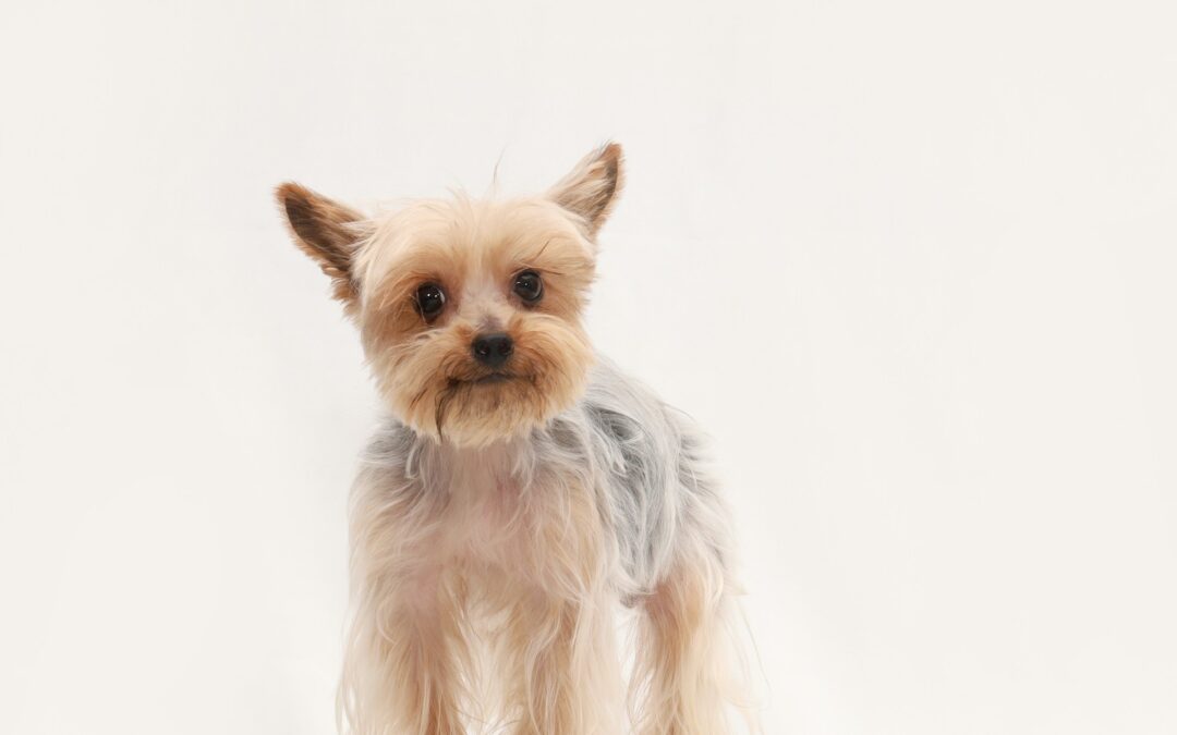 ¿Cuál es el mejor alimento para Yorkshire?