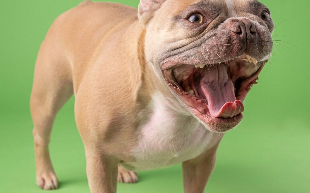 ¿Cuáles son las mejores marcas de comida para bulldog francés?