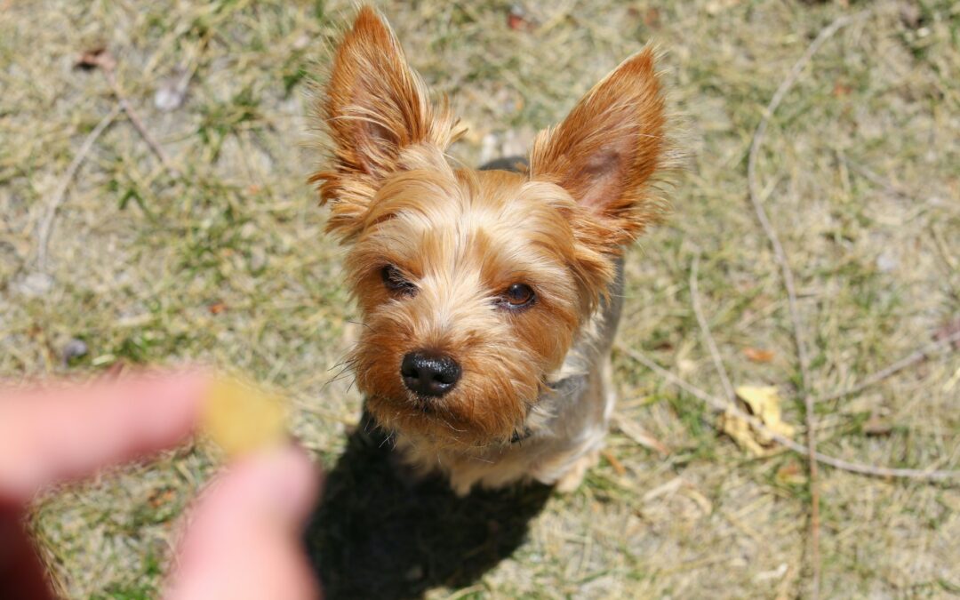 ¿Es bueno el pienso para cachorros Yorkshire?